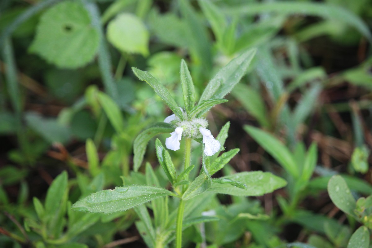 Leucas zeylanica var. zeylanica